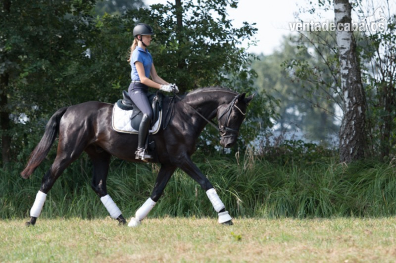Caballos Capados Andaluz - Absolutamente hermoso y talentoso castrado Andaluz para la venta