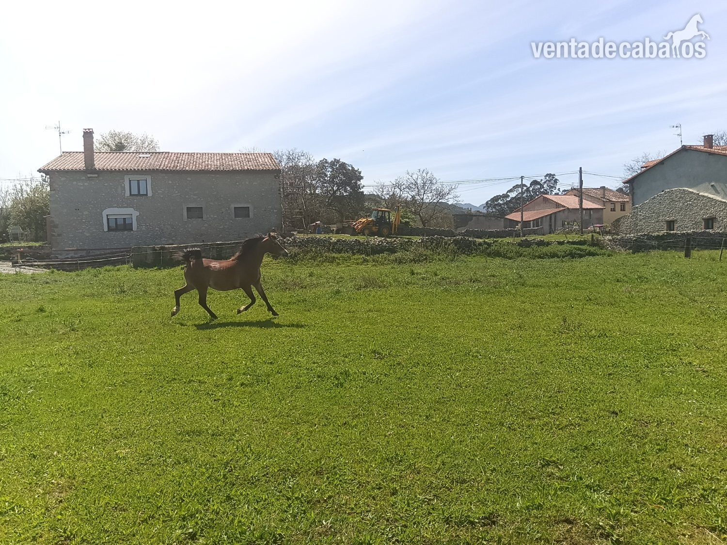 Caballos Árabes EMPTY - Yegua PRA preñada
