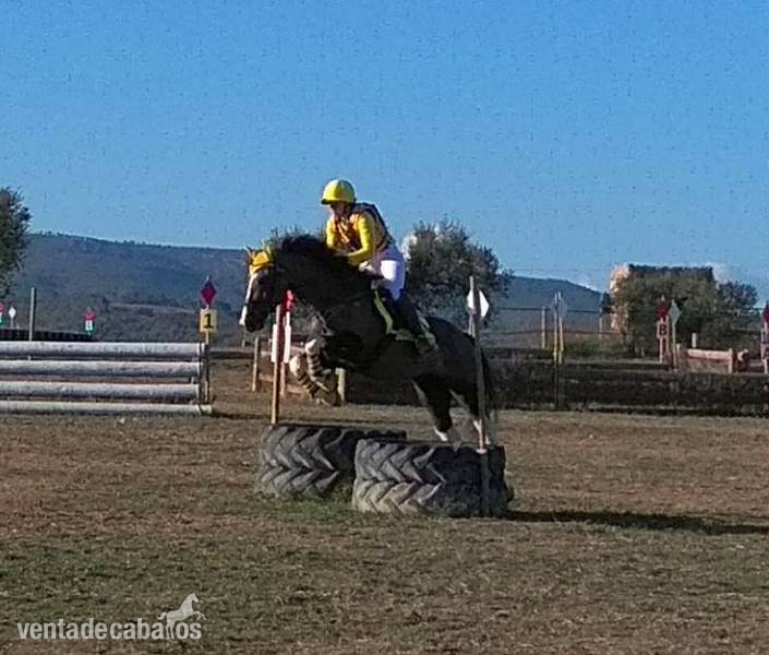 CABALLO PARA EL DEPORTE 8 AÑOS - Caballos Capados in 