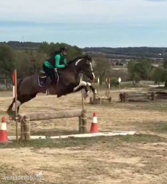 CABALLO PARA EL DEPORTE 8 AÑOS - Caballos Capados