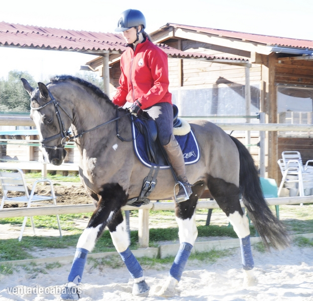 Caballos Capados - CABALLO PARA EL DEPORTE 8 AÑOS in 