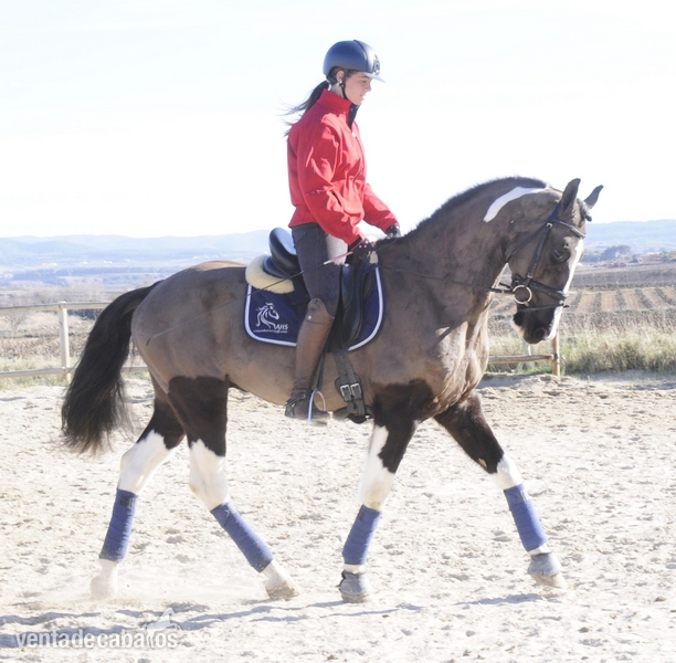 Caballos Capados - CABALLO PARA EL DEPORTE 8 AÑOS