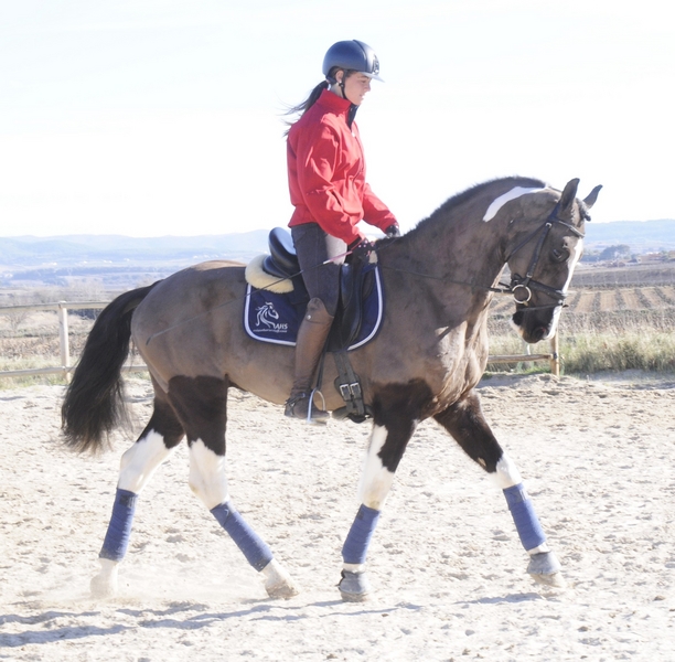 Caballos Capados - CABALLO PARA EL DEPORTE 8 AÑOS