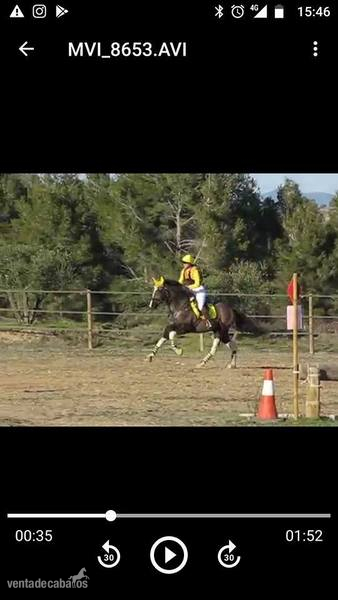 Caballos Capados CRUZADO - CABALLO PARA EL DEPORTE 8 AÑOS