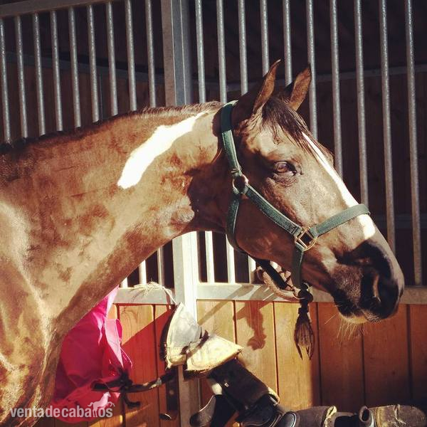 CABALLO PARA EL DEPORTE 8 AÑOS - Caballos Capados CRUZADO