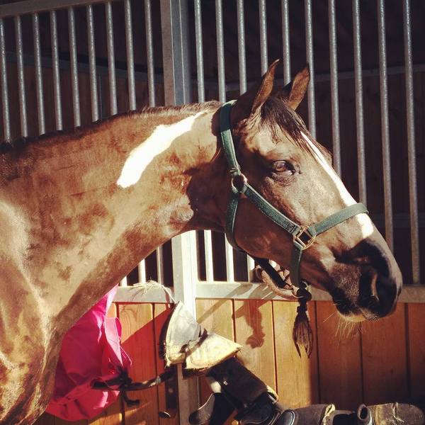CABALLO PARA EL DEPORTE 8 AÑOS - Caballos Capados CRUZADO