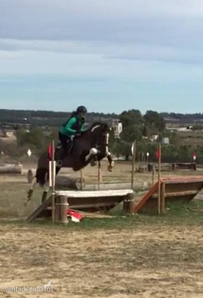 CABALLO PARA EL DEPORTE 8 AÑOS - CRUZADO