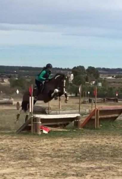 CABALLO PARA EL DEPORTE 8 AÑOS - CRUZADO