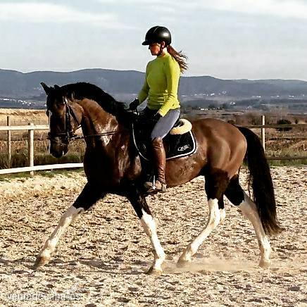 CABALLO PARA EL DEPORTE 8 AÑOS - Caballos Capados