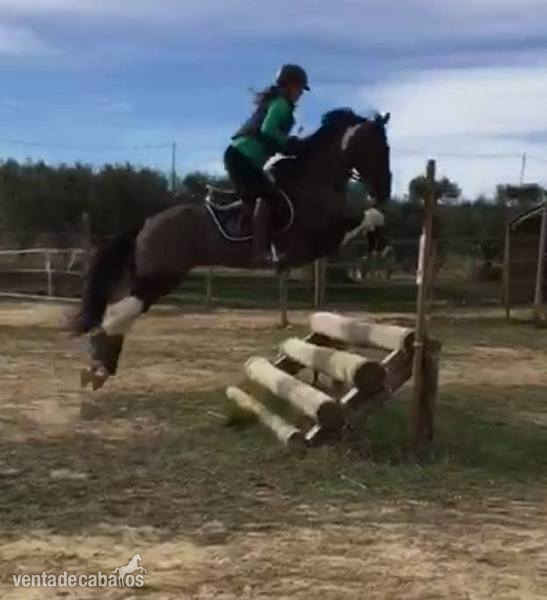CABALLO PARA EL DEPORTE 8 AÑOS