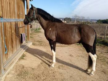 CABALLO PARA EL DEPORTE 8 AÑOS