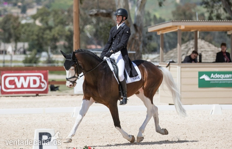Super atractivo color Holsteiner Castrado in 