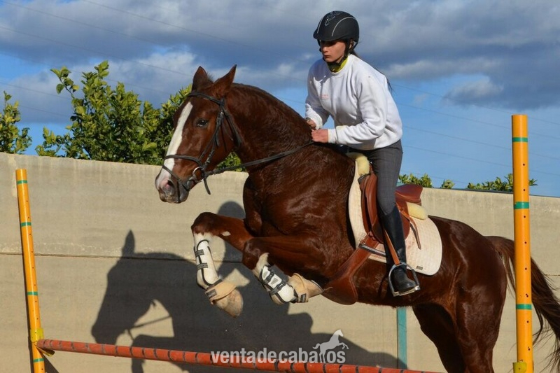 Caballo 5 años precioso in 