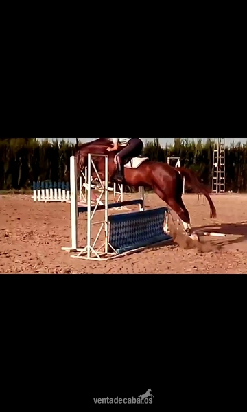Caballos Capados Trotón Francés - Caballo 5 años precioso