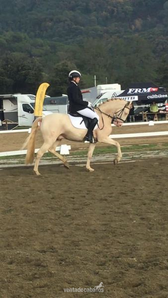 Lusitano