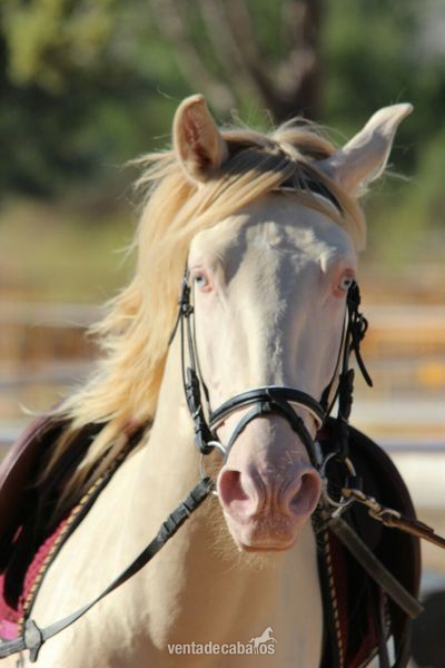 Lusitano {TYPE}