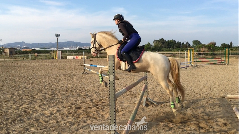 Lusitano Doma Clásica 6 años - Caballos Capados Lusitano