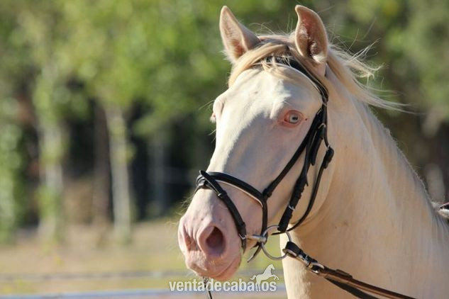Lusitano Doma Clásica 6 años in 