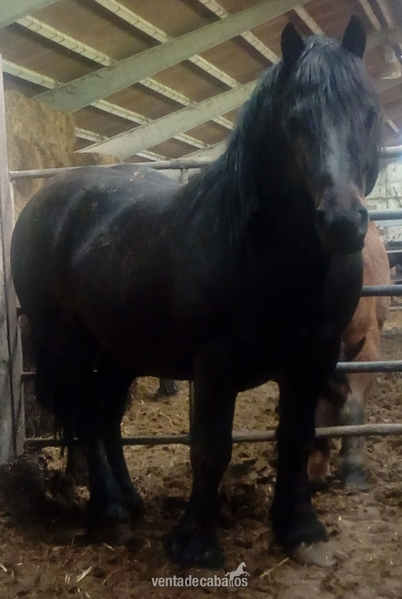 Vendo caballo semental 9 años in 