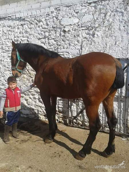 vendo jaca con montura muy domada 13 años in 