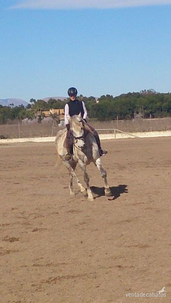 Caballo de Deporte Español (CDE) {TYPE}