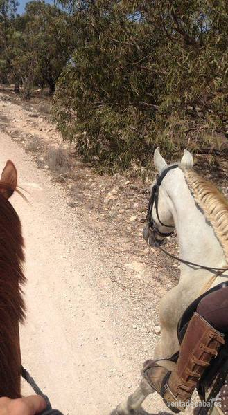 Caballos Capados Caballo de Deporte Español (CDE) - ESPECTACULAR CABALLO TORDO