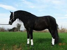 Caballo pre negro en venta