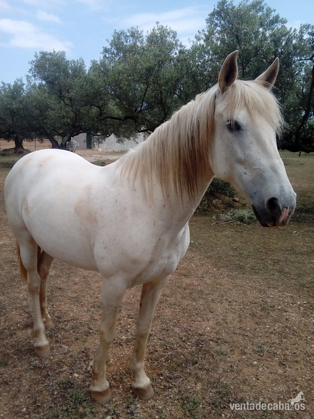 Caballo yegua andaluza in 