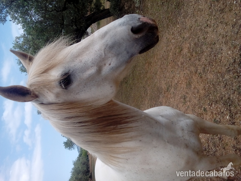 Andaluz