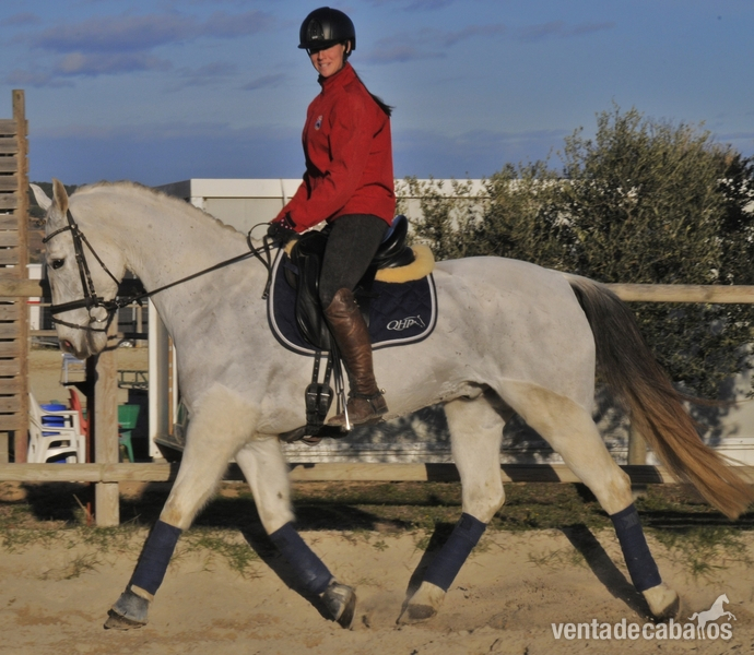 CABALLO CON MUCHA CALIDAD PARA EL DEPORTE in 