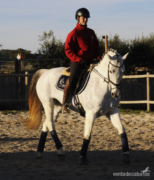 CABALLO CON MUCHA CALIDAD PARA EL DEPORTE - Caballos Capados in 