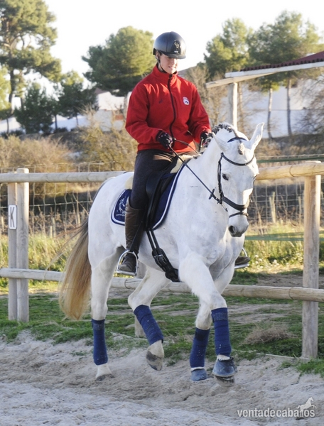 CABALLO CON MUCHA CALIDAD PARA EL DEPORTE - Caballos Capados