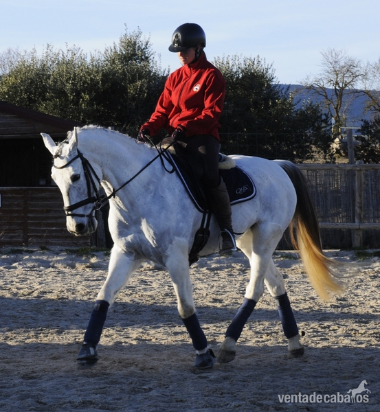 CABALLO CON MUCHA CALIDAD PARA EL DEPORTE 
