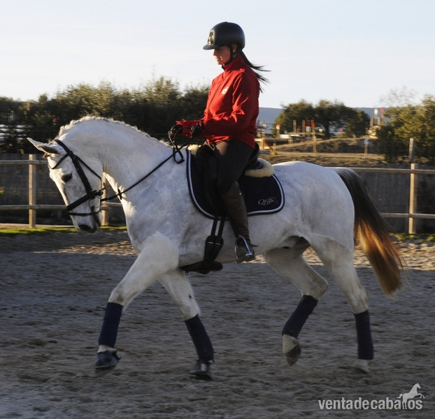 Caballos Capados - CABALLO CON MUCHA CALIDAD PARA EL DEPORTE in 