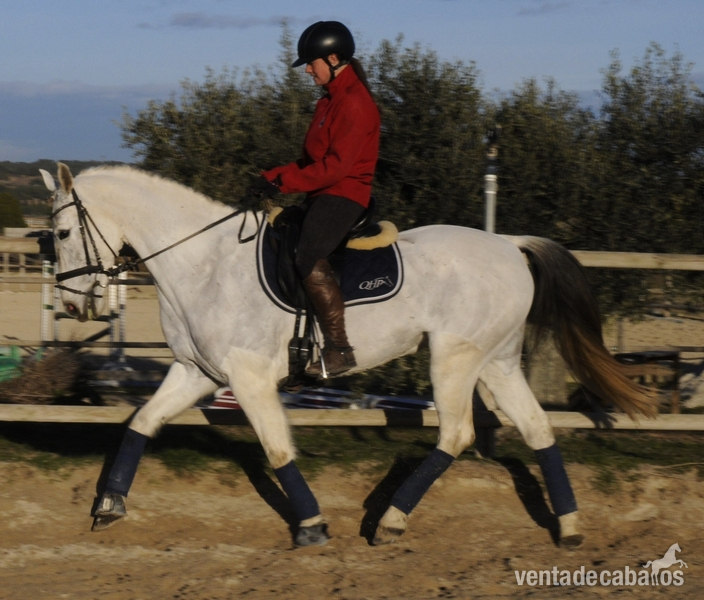 Caballos Capados - CABALLO CON MUCHA CALIDAD PARA EL DEPORTE