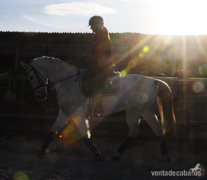 Hispano-Arabe