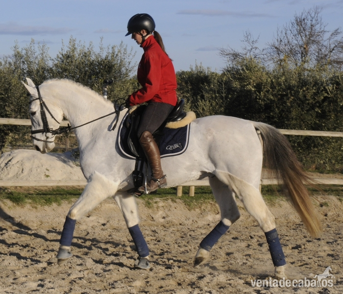 Hispano-Arabe {TYPE}