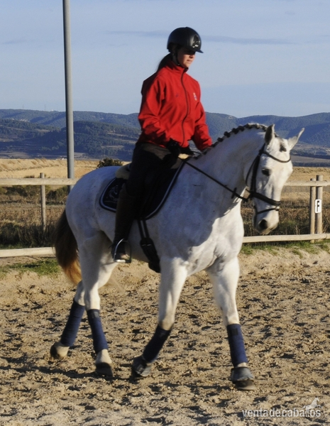 Caballos Capados Hispano-Arabe - CABALLO CON MUCHA CALIDAD PARA EL DEPORTE