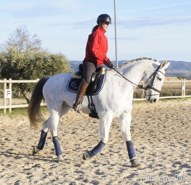 CABALLO CON MUCHA CALIDAD PARA EL DEPORTE - Caballos Capados Hispano-Arabe