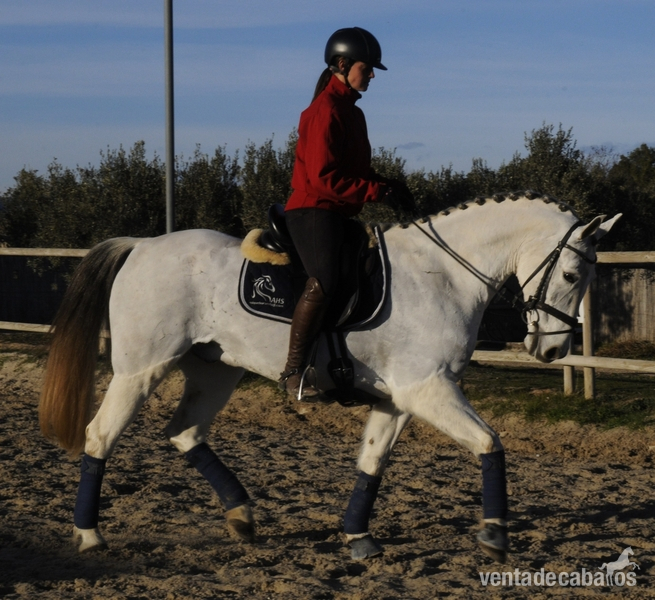 CABALLO CON MUCHA CALIDAD PARA EL DEPORTE - Hispano-Arabe