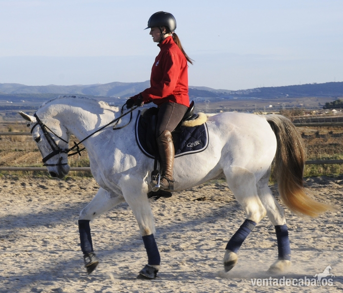 CABALLO CON MUCHA CALIDAD PARA EL DEPORTE - Caballos Capados