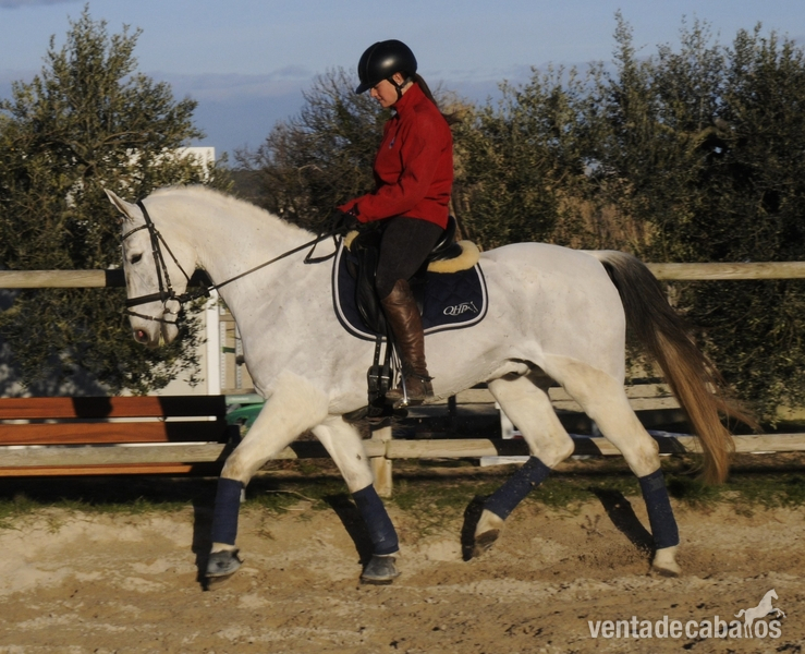 CABALLO CON MUCHA CALIDAD PARA EL DEPORTE
