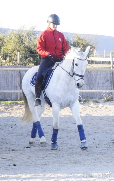  CABALLO CON MUCHA CALIDAD PARA EL DEPORTE