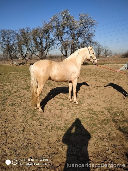 Se vende o se cambia potro Palomino pre  in 