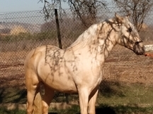 Se vende o se cambia potro Palomino pre