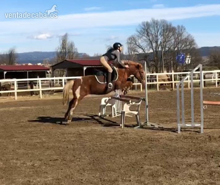 Poni B de salto en venta in 