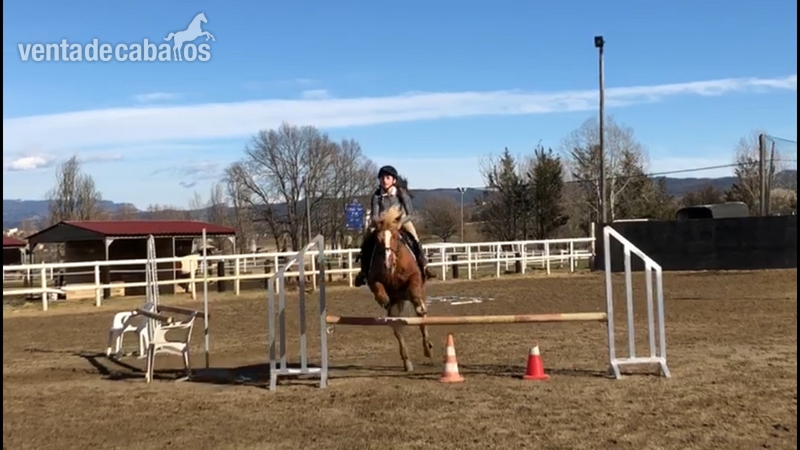 Poni