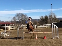 Poni B de salto en venta