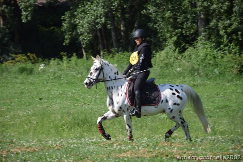  Poni C   de competicion. Campeon de España de ponis C de CCE 2018, campeon de cataluña de CCE 2018.....  in 