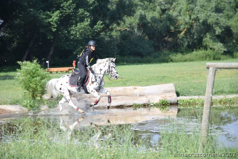 Pony C  holandes
